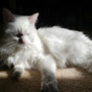 Meet your Posher, Holly